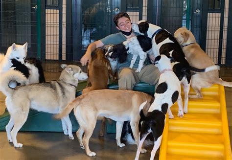Dog daycare reno. From daycare to boarding, Pet Play House allows your dog to exercise and make new friends in total comfort and security. Book your dog's stay today! Skip to content. Reno, NV. ... Reno, NV 89512 Call: 775-324-0202 Text: 866-848-0393 hello@petplayhouse.biz. Operating Hours: Monday-Friday: 6:30AM-7PM. … 