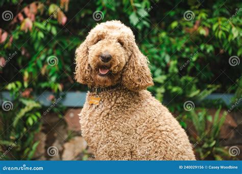 Dog domestic dog The Goldendoodle, also known as a Groodle, is a designer dog created by crossbreeding a Golden Retriever and a Poodle