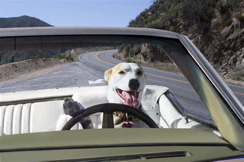 Dog driving. “An unrestrained 10-pound dog in a crash at 50 mph will exert roughly 500 pounds of pressure, while an unrestrained 80-pound dog in a crash at only 30 mph will exert 2,400 pounds of pressure. 