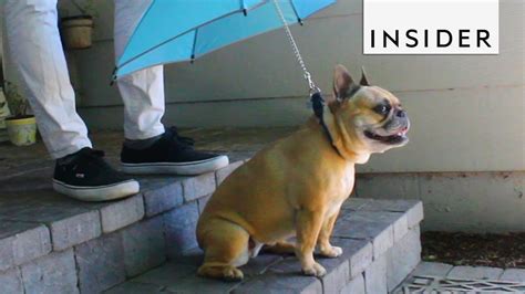 Dog eat Umbrella - YouTube