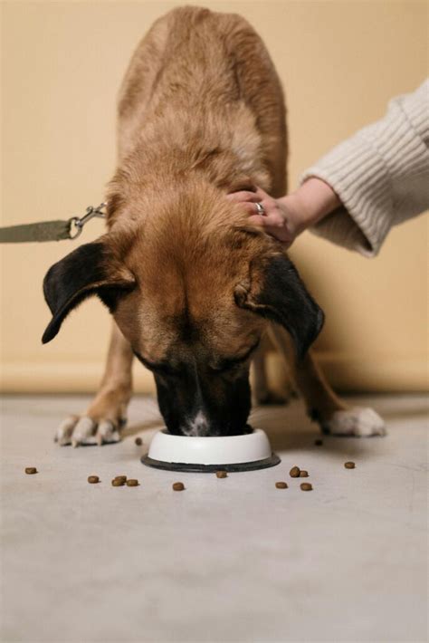 Loss of appetite, or "anorexia", in dogs is a sign that can be indicative of a variety of possible underlying problems. The underlying cause could range from a minor stressor to a life-threatening illness. A pet choosing to eat little or no food as the result of an upset stomach or stress may begin eating again within 24 hours.