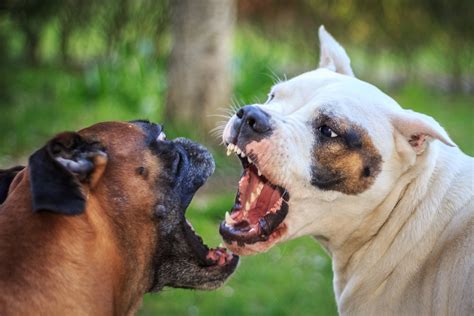 Dog fight dog. Common Causes of Dog-on-Dog Aggression. Undersocialization. Fear or Feeling Threatened. Pack Mentality. Feeling Threatened by a Dog's Size. Confinement in a Small Space. Territoriality (Resources) and Dominance. Protecting the Owner, Family, or Family Pet. 