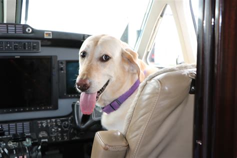 Crowd Sourced Flights. K9 JETS offers shared private jet flights with pets. All K9 JETS routes are made up of an outward-bound flight and a return flight. Your flight will be confirmed once the 75% passenger and pet threshold is reached for the full route. We will keep you updated on the status of your flight (s) on a regular basis..