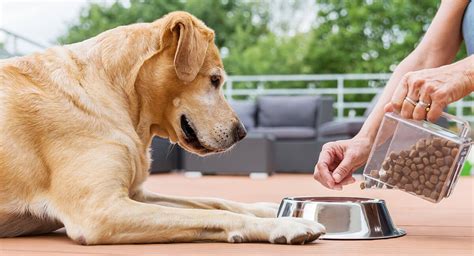 Dog food free. When there are so many dog food brands and products on the market, finding the right option for your four-legged friend can be a real challenge. Fortunately, a few dog food brands ... 
