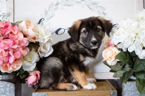 Dog for adoption - Adelle , an Australian Shepherd Mix in Newberg, …