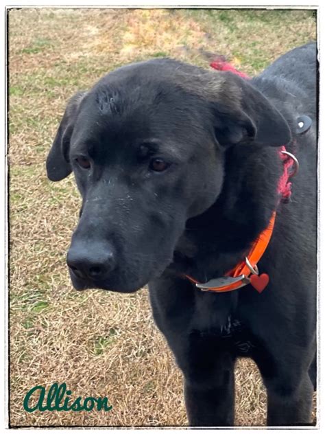 Dog for adoption - Allison, a Labrador Retriever Mix in WAYNESBORO, GA …