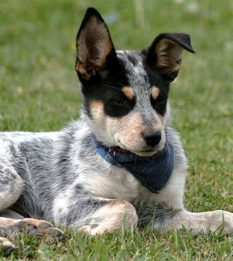 Dog for adoption - Anna, an Australian Cattle Dog / Blue Heeler …