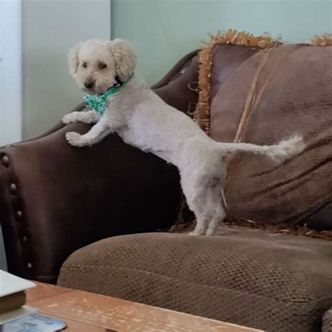 Dog for adoption - BERENGER REDMAN, a Poodle