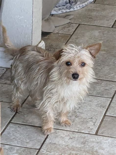 Dog for adoption - CeCe, a Terrier Mix in Newton, IA Petfinder