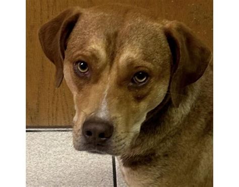 Dog for adoption - Felix, a Mixed Breed in Charleston, WV