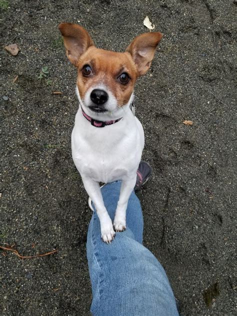 Dog for adoption - Flash - FOSTER NEEDED , a Jack Russell Terrier ...