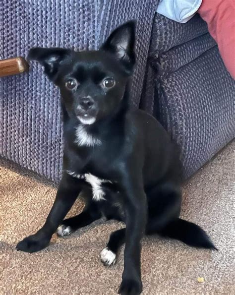 Dog for adoption - GRACIE $400, a Chihuahua in Milwaukee, WI