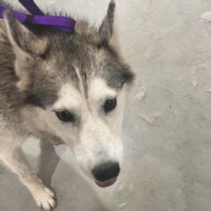 Dog for adoption - Jade, a Husky in Delta, BC Petfinder