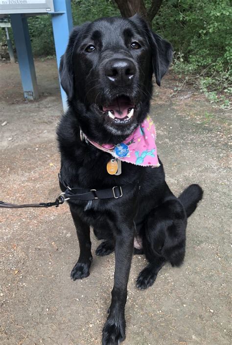 Dog for adoption - Lilly, a Black Labrador Retriever & Labrador ...