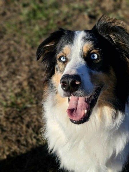 Dog for adoption - Lily, an Australian Shepherd in Troy, IL