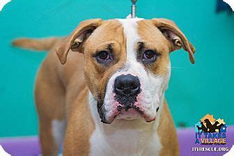 Dog for adoption - Lucy Rose, a Boxer Mix in Evansville, IN Petfinder