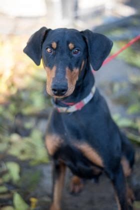 Dog for adoption - Martina, a Doberman Pinscher in Fresno, CA