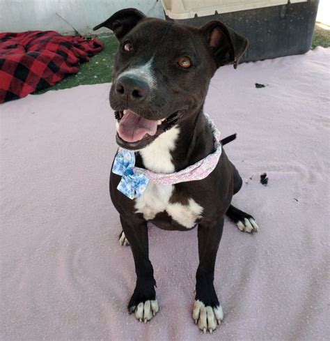 Dog for adoption - Raven, a Pit Bull Terrier Mix in Sterling Heights ...