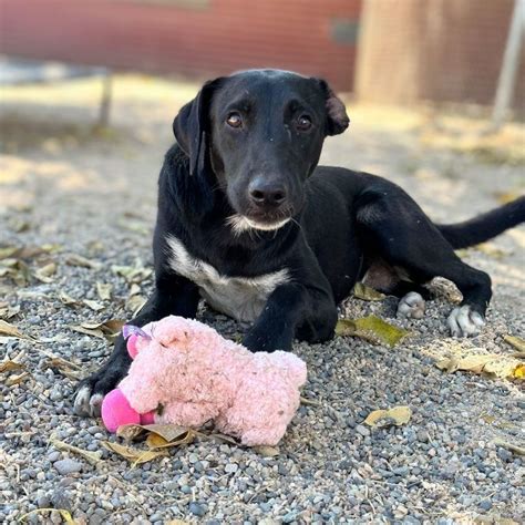 Dog for adoption - Smokey, a Mixed Breed in Brooklyn, NY Petfinder