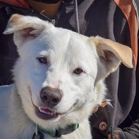 Dog for adoption CALVIN & HOBBS, a Dachshund Mix in Malvern, AR