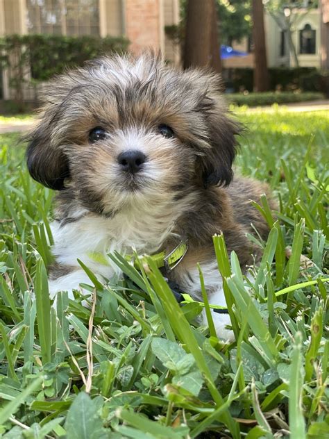 Dog for sale houston texas. What is the typical price of Morkie puppies in Houston, TX? Prices may vary based on the breeder and individual puppy for sale in Houston, TX. On Good Dog, Morkie puppies in Houston, TX range in price from $1,200 to $2,000. We recommend speaking directly with your breeder to get a better idea of their price range. …. 