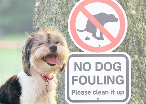 Dog fouling Definition & Meaning Dictionary.com