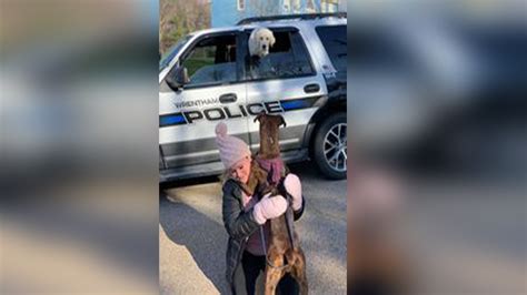 Dog found after running away from car crash