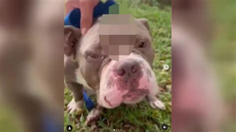 Dog found stabbed in Pompano Beach being cared for amid search for abuser