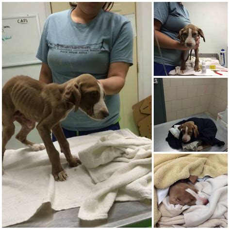 Dog found starving, dog found stabbed cling to life at SW Miami-Dade animal hospital as rescuers demand justice