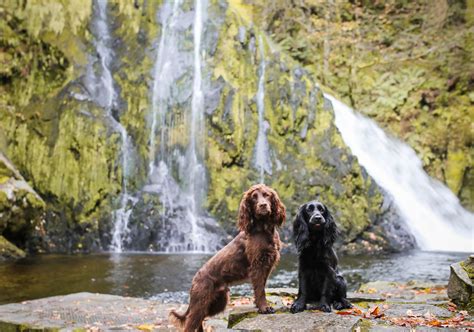 Dog friendly Wales - Dog Friendly Destinations