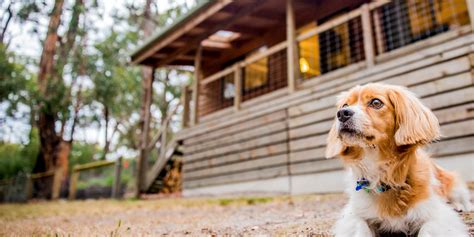 Dog friendly accommodation lorne.  Discover 9 verified stays plus tips and links.  What ...