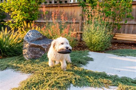 Dog friendly backyard ideas on a budget. 28 Mar 2021 ... Dog potty area update · How To DRY POUR CONCRETE SLAB and Update of Our 1st Pour · Build a dog-friendly backyard (Fox 31) · Landscaping Ideas f... 