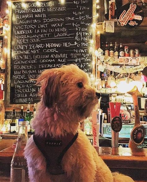 Dog friendly bar. Thursday 4:00pm - 11:00pm. Friday 4:00pm - 1:00am. Saturday 2:00pm - 1:00am. Sunday 2:00pm - 9:00pm. 2100 Vermont Ave NW. Washington, D.C. 20001. DC's 1st Pet-Friendly Bar Garden! Wet Dog Tavern is a unique downtown Bar offering a wide variety of drinks, great burgers, and a pet-friendly location to chill and have fun for the evening! 