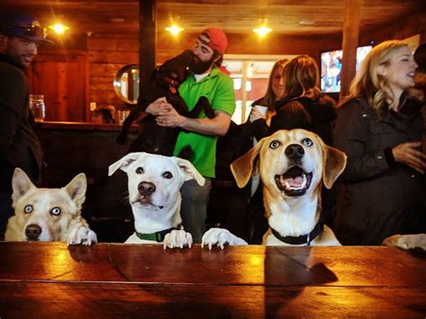 Dog friendly bars. The Quaff Bar & Grill The Quaff Bar & Grill is a pet-friendly sports bar in Kansas City, MO that welcomes leashed dogs at outdoor tables. The menu features a selection of pizzas, burgers, sandwiches and salads. 