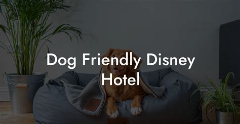 Dog friendly disney hotels. Sep 11, 2021 · Dog-Friendly Resorts. There are four Disney World Resort hotels that allow dogs with a maximum of two dogs per guest room. All pup guests must be fully up-to-date on vaccinations and owners must provide proof. The dog-friendly rooms have easy access to outdoor walkways and green spaces so your doggo can get plenty of exercise and potty break time. 