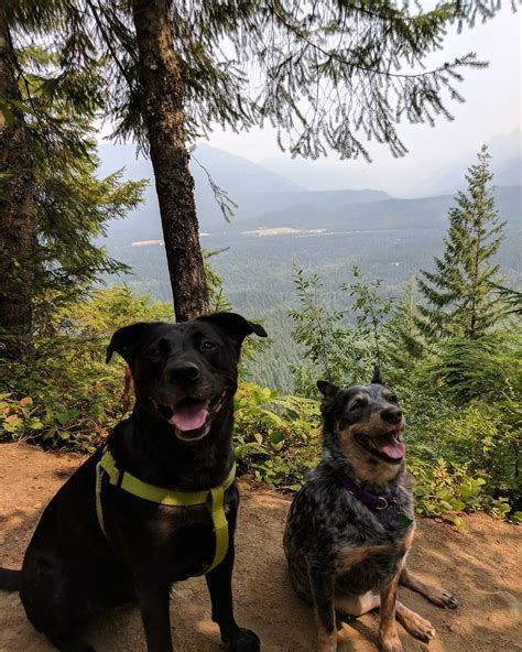 Dog friendly hiking trails near me. Brisbane: With an ascent of 515 ft, AS6 Break, GT Break, and Moogerah Break has the most elevation gain of all of the dog friendly trails in the area. The next highest ascent for dog-friendly trails is Pipeline, Fitness, and The Chute Trail Loop with 433 ft of elevation gain. Explore the most popular dog friendly trails near Brisbane with hand ... 