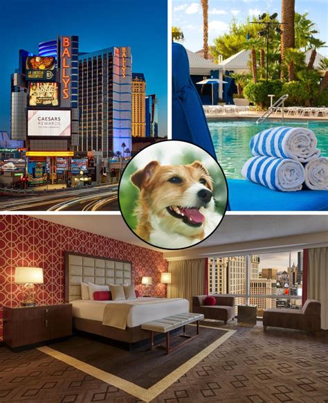 Dog friendly hotel las vegas. 1. La Quinta by Wyndham Las Vegas RedRock/Summerlin. “The LaQuinta is a great option in Summerlin if you are looking for a basic, dog friendly hotel .” more. 2. Element Las Vegas Summerlin. “It's ask eco friendly and dog friendly hotel, we had very fresh and comfy blankets.” more. 3. Hyatt Place Las Vegas at Silverton Village. 