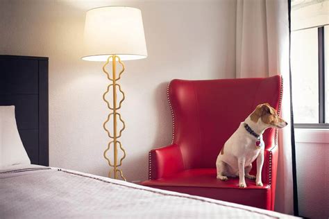 Dog friendly hotels dc. Dog Friendly Hotel Washington DC Example: Imagine you and your furry friend staying at the elegant Kimpton George Hotel, just steps away from Capitol Hill. After a long day of exploring the city together, return to your chic room to find a plush dog bed and personalized water bowl waiting for your pup. Enjoy a … 