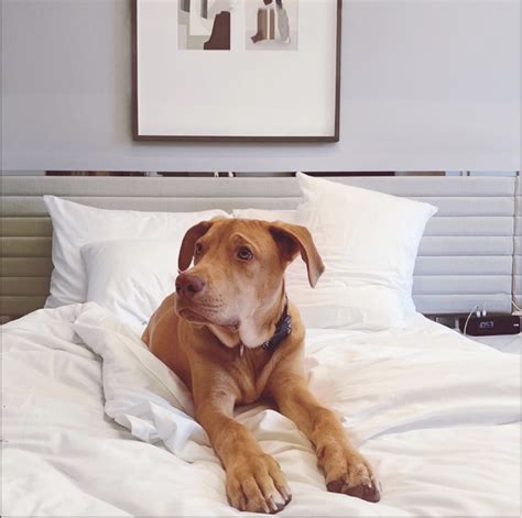 Dog friendly hotels nyc. New York City offers a wide range of pet-friendly hotels that cater to cats and dogs, providing amenities such as dedicated doggy cuisine, accessories, plush beds, and tasty … 