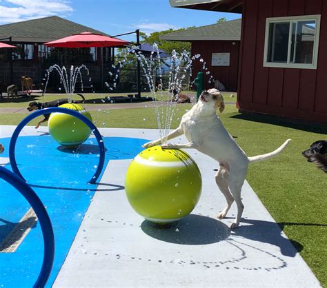 Dog friendly things to do near me. South Jersey Dog Parks. Egg Harbor Township – Open to members only, offers a sandy surface and agility equipment.; Galloway – At the Imagination Station playground, off of the walking trail around the … 