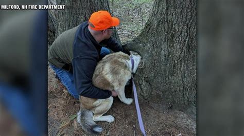 Dog gets head stuck in tree trunk in Milford, NH
