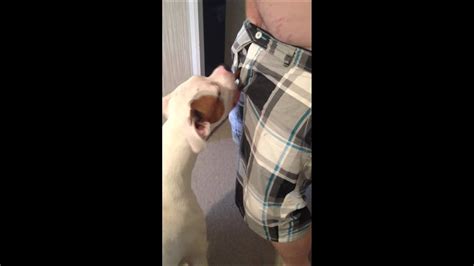 Dog gives blow job. Things To Know About Dog gives blow job. 