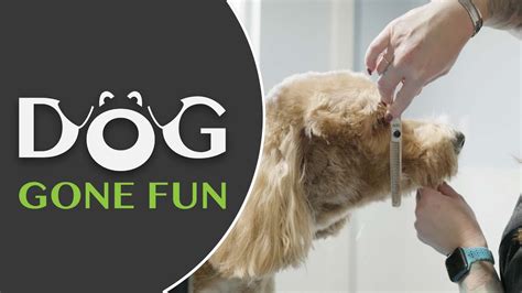 Need Help Grooming Your Dog? Our professional dog groomers in Okemos, MI, work hard to make sure your dog looks and feels their best. We also offer daycare services and dog boarding for when you need to go to work or take a trip. To schedule dog grooming, call Dog Gone Fun today at (517) 657-4300 or contact us online. This blog post has been .... Dog gone fun okemos