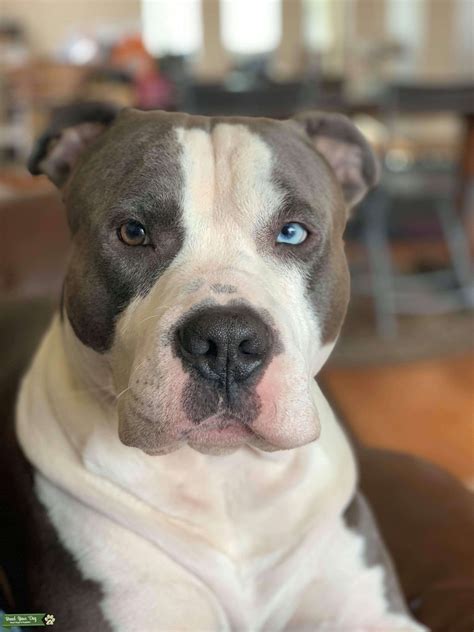 Gotti is an adoptable Dog - American Staffordshire Terrier & Terrier Mix searching for a forever family near Yonkers, NY. Use Petfinder to find adoptable pets in your area.. 