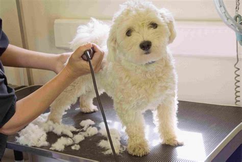 Dog groming. Afloia Dog Grooming Kit, Pet Grooming Vacuum & Dog Clippers & Dog Brush for Shedding with 5 Pet Grooming Tools, Low Noise Dog Hair Remover Pet … 