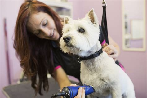 Dog groomer. Pampered Pet in Paxton, Massachusetts, provides you with pet grooming for all breeds of dogs and cats. Please call 508-799-6176 for an appointment. 