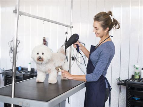 Dog groomer classes near me. Level One Groom Tech. This is the foundation course for all aspiring groomers who wish to work in a dog grooming facility. Pet psychology, pet-handling, bathing, brushing, drying, nails, ear-cleaning, sanitation, customer service, and clipper handling are taught through videos, interactive tests, and practical work … 