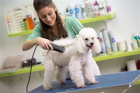 Dog groomin. Dog Grooming & Spa Services. Full-service grooming including haircuts is available in Brookhaven, Chastain, and East Roswell—but you can visit any Puppy Haven ... 