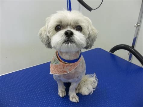Dog grooming austin. Grooming is an essential part of maintaining the health and well-being of your furry friend. Regular grooming not only keeps your dog looking their best, but it also plays a crucia... 