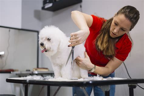Dog grooming classes. This diploma course introduces you to pet grooming and explains why it is necessary. We demonstrate the importance of staying calm and assertive when dealing with dogs. The course then examines canine anatomy and shows you how to protect the dogs in your care. We lay out the steps of the pre-grooming health check and establish why it is vital ... 